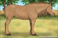 Horse Color:Chestnut Splash Frame Brindle