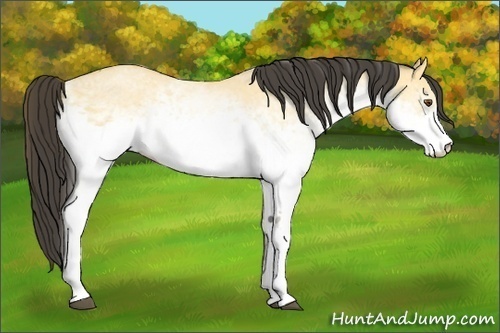 Horse Color:White Spotted Buckskin Dun 