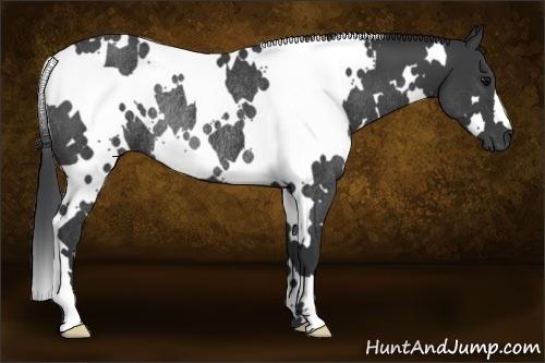 Horse Color:White Spotted Black Rabicano 