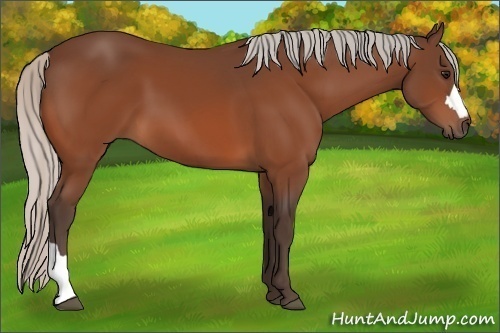 Horse Color:Silver Bay 