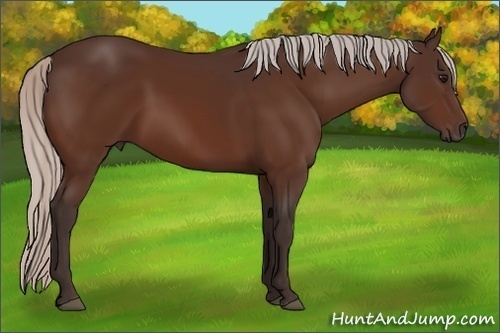 Horse Color:Silver Bay 