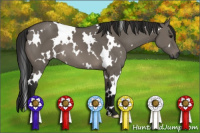 Horse Color:Gray White Spotted Grullo 