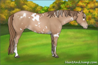 Horse Color:White Spotted Black Pearl Sabino