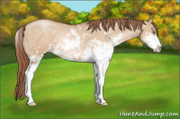 Horse Color:Bay Pearl Dun Sabino