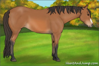 Horse Color:Bay Frame 