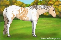 Horse Color:Buckskin Tobiano Blanket 