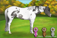 Horse Color:White Spotted Black Tobiano Rabicano