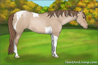 Horse Color:Grullo Pearl Tobiano Rabicano 