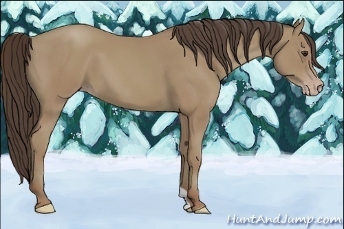Horse Color:Classic Champagne 