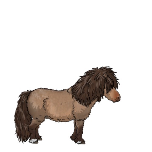 Horse Color:Liver Red Dun 