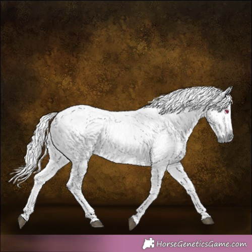 Horse Color:Chestnut Chinchilla 