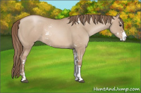 Horse Color:Grullo Pearl Sabino