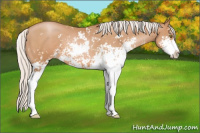 Horse Color:Silver Bay Pearl Sabino 