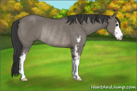 Horse Color:Grullo Sabino Rabicano 