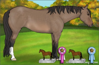 Horse Color:Brown Dun