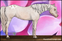 Horse Color:Chestnut Appaloosa 
