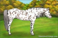 Horse Color:Brown Dun Near Leopard 