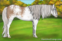 Horse Color:White Spotted Silver Brown Dun Sabino Splash 