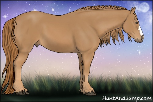 Horse Color: Chestnut 