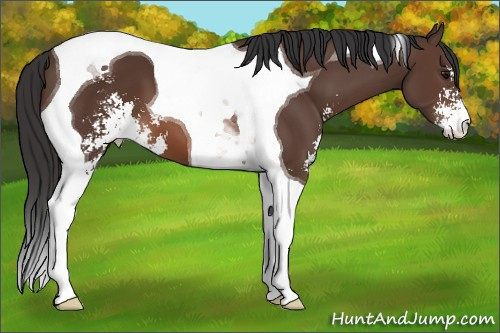 Horse Color: Brown Sabino Tobiano 