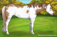 Horse Color:Chestnut Splash Frame