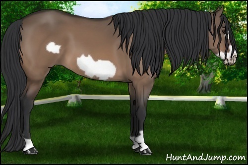 Horse Color: Bay Dun Frame 