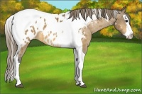 Horse Color:Buckskin Splash Tobiano Near Leopard 