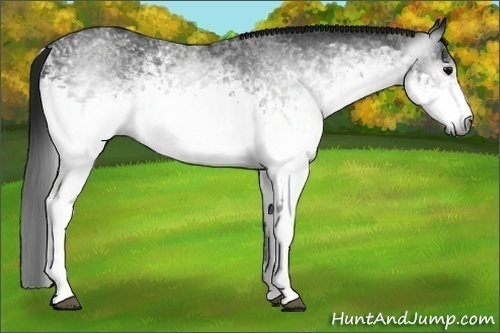 Horse Color:Gray White Spotted Brown 