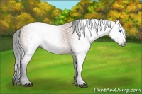 Horse Color:Gray Bay Splash 