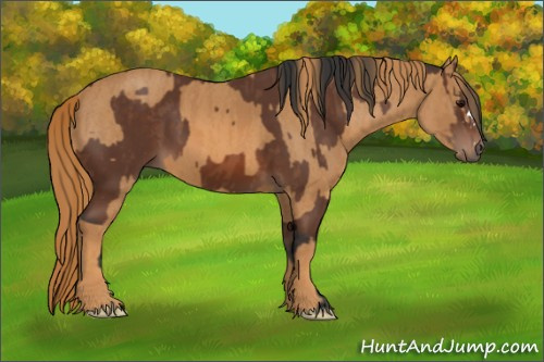 Horse Color: Bay  Brindle