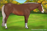Horse Color:Silver Bay Splash 