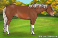 Horse Color:Silver Bay 