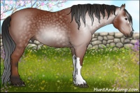 Horse Color:Gray Bay 