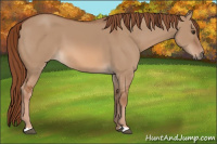 Horse Color:Red Dun 