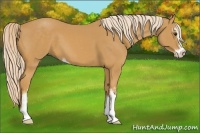Horse Color:Palomino Sabino 