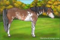 Horse Color:Bay Sabino 