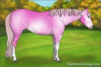 Horse Color:Gray Watercolor Chestnut Sabino 