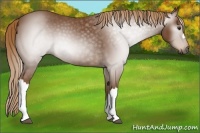 Horse Color:Gray Chestnut 