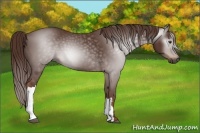 Horse Color:Gray Chestnut 