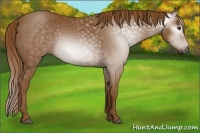 Horse Color:Gray Chestnut 