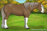Horse Color:Chocolate Palomino Splash 