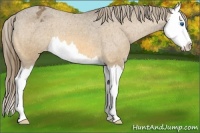 Horse Color:Buckskin Splash Appaloosa 