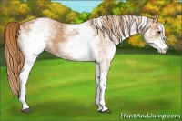 Horse Color:White Spotted Chestnut 