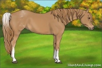 Horse Color:White Spotted Chestnut 