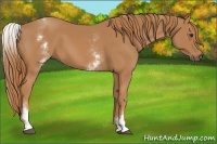 Horse Color:White Spotted Chestnut 