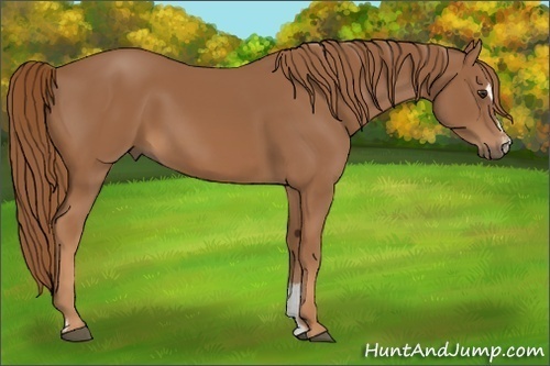 Horse Color: Chestnut Sabino 