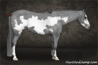 Horse Color:Liver Chestnut Frame Appaloosa 