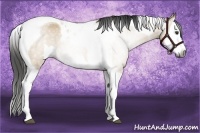 Horse Color:Gray Bay Dun Splash Tobiano