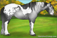 Horse Color:Gray Black Splash Tobiano Appaloosa