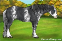 Horse Color:White Spotted Black Splash Appaloosa 